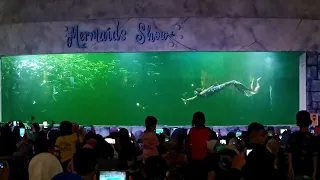 Melihat pertunjukan Mermaid show di Samudera Ancol