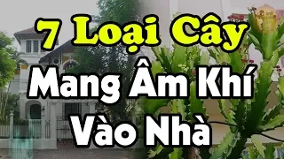 7 Loại cây dù thích đến mấy cũng tuyệt đối KHÔNG ĐƯỢC TRỒNG sẽ mang ÂM KHÍ VÀO NHÀ