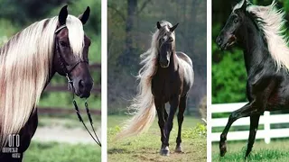 20 Most Expensive Horse Breeds in the World