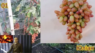 Аналітика 300+ сортів винограду (1/3 частина)