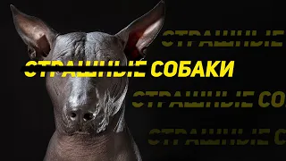 Ксолоитцкуинтли - Самые страшные собаки! За что их любят в мире?