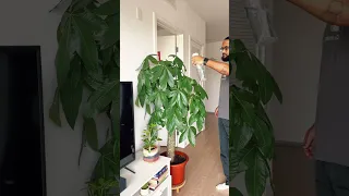 5ft + Tall Money Tree Maintenance