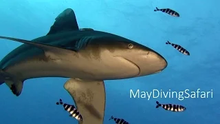Shark/Акула