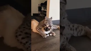 Cat & Bobcat