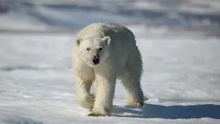 Polar bear encounters in Svalbard/Isbjørn på Svalbard