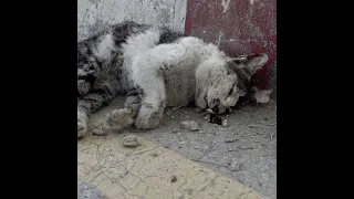 Attempt Rescues a cat in car accident but lost life Emotional Burial of cat(RIP) Afghanistan cats