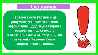 51 52 Червона книга України  Які рослини і тварини занесені в Червону книгу України