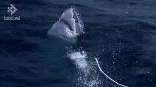 Great White Shark Breeching in Slow Motion at 1000 Frames per Second