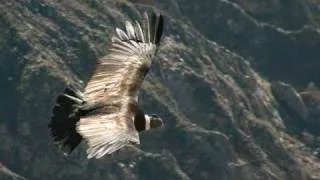 Spirit Of The Flying Eagle - Amerñan