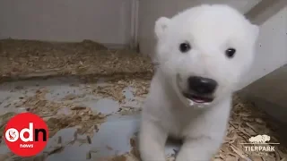 Adorable footage of polar bear cub's first checkup