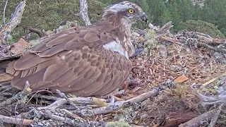 NEWS! NEWS! Welcome little bob - the first Loch Arkaig Osprey chick has hatched! 22 May 2024 (zoom)