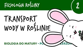 Transport wody w roślinie - Fizjologia roślin 2 - matura liceum biologia rozszerzona