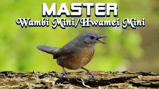 MASTERAN WAMBI MINI/HWAMEI MINI LANGSUNG GACOR 5 MENIT