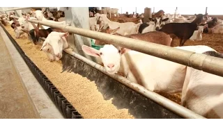 Ontario Goat Dairy Farm Tour