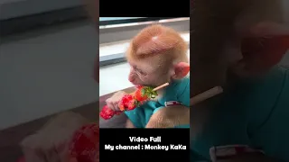 Monkey Hair Red eating strawberries looks delicious part 2 #short