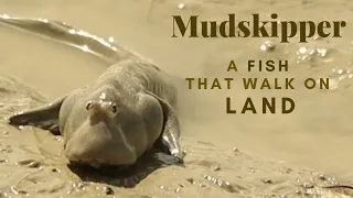 Mudskipper | A Fish That Walk on Land | Hingol National Park | Pakistan Geographic