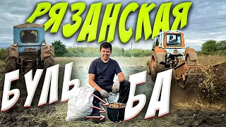 ДОБЫЧА КАРТОФЕЛЯ НА тракторе Т-40 и МТЗ-80 / Урожай 2021 / Копаем картошку
