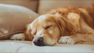 10 HOURS of Deep Sleep Anti Separation anxiety Dog Music💖Calming Dog Music🎵stressed dog🐶