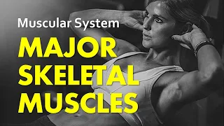 Major Skeletal Muscles | Muscular System 02 | Anatomy & Physiology