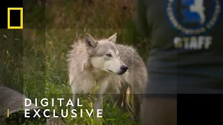 Wolf Watch | Alaska Animal Rescue | National Geographic Wild UK