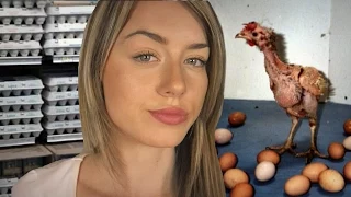 What's Wrong With Eggs? The Truth About The Egg Industry 🍳