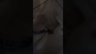 Snoring Labrador