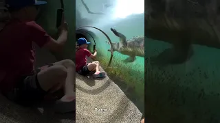 Most Dangerous Tiger Zoo