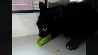 Кот Атом ест огурец и издает необычные звуки/Cat "Atom" eat cucumbers and roar