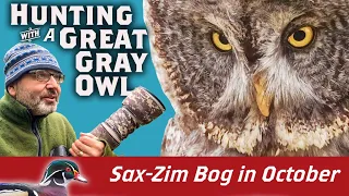 Hunting Great Gray Owl only feet away! Sax-Zim Bog Virtually Live 39: S4E4
