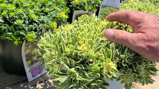 Sedum Boogie Woogie (Stonecrop)// Colorful, BRIGHT, Hardy, Easy2Grow & Care for Outdoor Succulent 😊👏