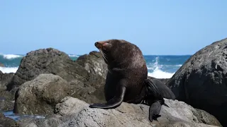 New Zealand Seal scratching Itself