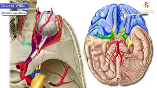 Circle of Willis Animation :  Neuroanatomy USMLE Step 1