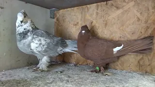 андижанские голуби СПБ