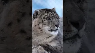 #снежныйбарс #snowleopards #snowleopard