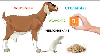 СУДОРОГИ У КОЗЫ / ЧТО ЗА БОЛЕЗНЬ?