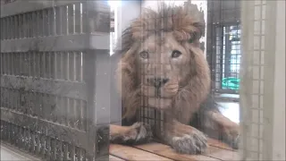 【他の飼育員さん→飼育員さんが変わったみたい】インドライオン（ラージャー）＠野毛山動物園20240417