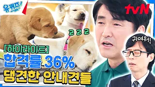 강아지 귀🎀여💗워🐶 안내견 훈련사와 시범견 자기님들의 댕단한 이야기 #highlight#유퀴즈온더블럭 | YOU QUIZ ON THE BLOCK EP.231