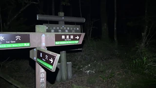 Aokigahara, solo Ghost hunt in High quality...Welcome to the real Nightmare