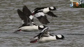 Winter Birds - Winter Survival Webinar