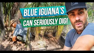 The Blue Iguanas NEED a RETROFIT!