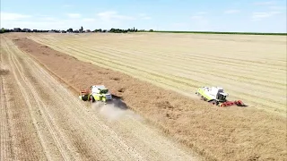 Žně 2022 | Sklizeň Řepky v kopcích   |  Class Lexion 550/ Lexion 560 Montana/Tucano 450