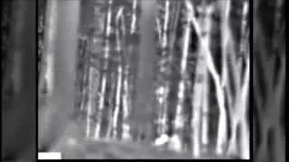 Sasquatch Captured on Thermal Camera?