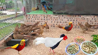 How to raising Golden Pheasants breeding Chickens & Harvested in Farm