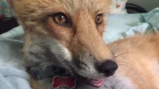 The Fox Says "Leave Me Alone!"