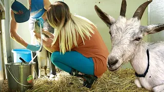 Sophie The Goat Is Very Sick | Treating Acidosis in Goats