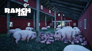 Dealing With Pig Problem & Bettering The Farm LIVE ~ Ranch Simulator (Stream)