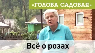 Голова садовая - Всё о розах