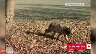 Samotny wilk "Aureliusz" odłowiony! Trafił do ZOO [VIDEO]
