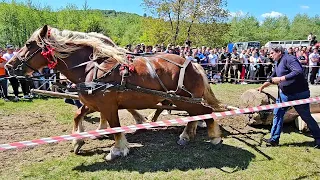 CONCURSUL DE CAI DE TRACTIUNE DE LA VARBILAU 2024.Organizat de Catalin Dimache si Ovidiu Cristinoiu.