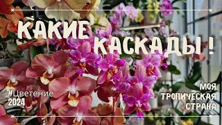 Каскады, которые стоит увидеть! Фаленопсис Лиодоро бабочка, Горизонт, Паучок.